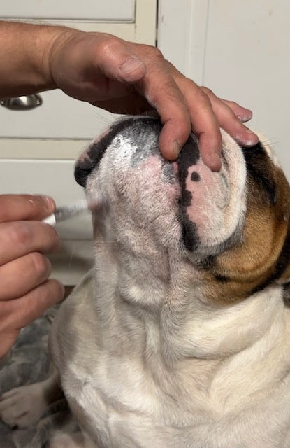 Chien bulldog anglais avec irritation de la peau traitée avec poudre White Winkle produit cosmetique hien Toutou Santé