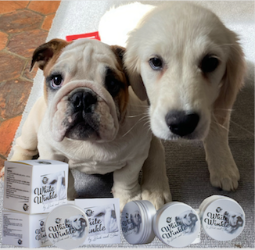 Bulldog golden retriever white winkle