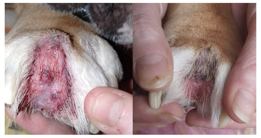 kystes interdigitaux pattes chien avec amelioration grace à la poudre white winkle de chez toutou santé produit d'hygiene pour chien