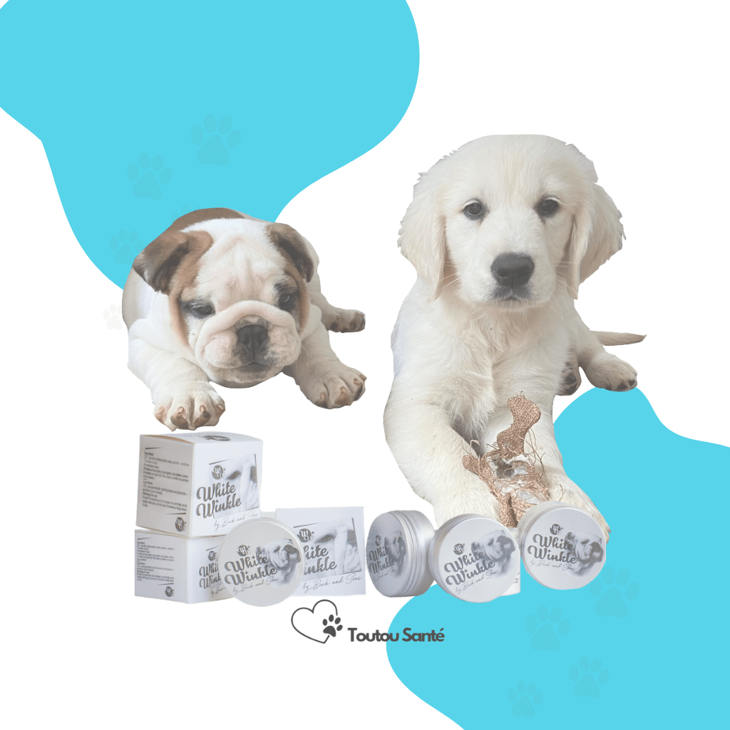 Deux bébés chiens bulldog anglais golden retriever devant des pots de produits cosmétiques White Winkle de chez Toutou Santé