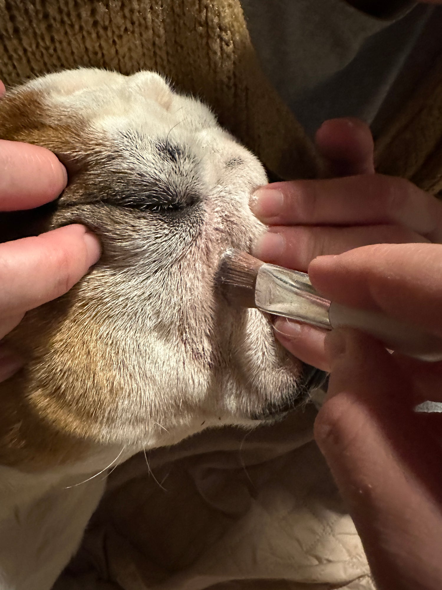 Chien bouledogue avec irritation du pli traitée avec poudre White Winkle Toutou Santé