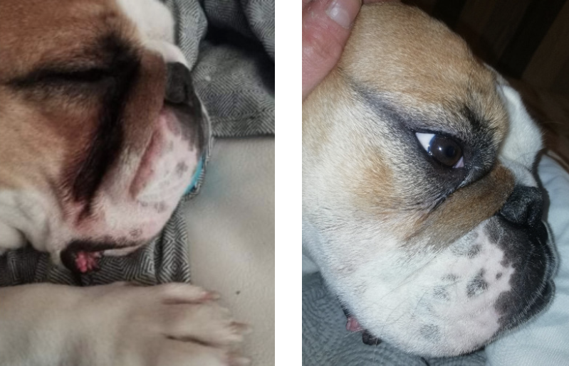 avant apres traces de larmes yeux bulldog anglais irrité avec amelioration grace à la poudre white winkle de chez toutou santé produit d'hygiene pour chien