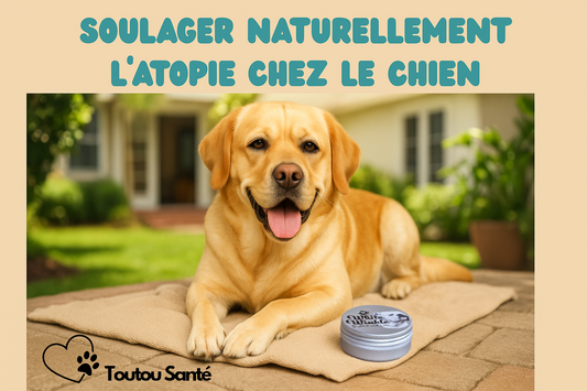 Atopie chez le chien : la solution naturelle white winkle 