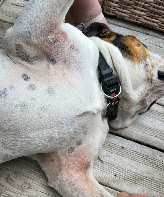 irritations rougeurs peau chien solution produit white winkle toutou santé 