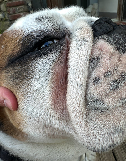 traces de larmes chien bulldog solution white winkle