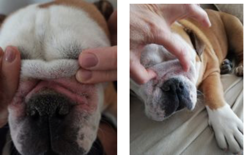 avant apres plis du nez bulldog anglais irrité avec amelioration grace à la poudre white winkle de chez toutou santé produit d'hygiene pour chien
